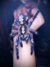 FEEDER INSECT Poecilotheria Metallica (Subadult FEMALE) EXTREMELY RARE TARANTULA picture