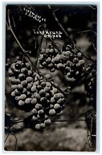 c1910's Lake Keuka Grapes New York NY RPPC Photo Unposted Antique Postcard picture
