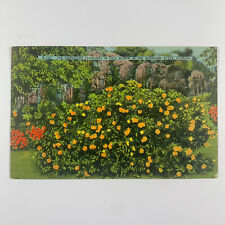 Postcard Florida FL Alamanda Flower Bloom 1940s Linen Unposted picture