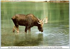 Postcard - Bull Moose picture