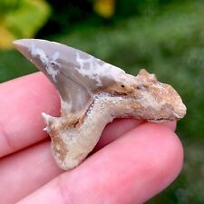 Wicked Kazakhstan Glossy Fossil Jaekelotodus trigonalis Sharks Tooth Shark Teeth picture