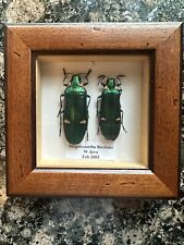 REAL VINTAGE 2 Jewel Beetles - Magaloxantha Bicolour - (W. Java) Taxidermy 2003 picture