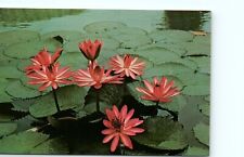 postcard Lily Pond Missouri Botanical Garden St. louis Mo. 1532 picture