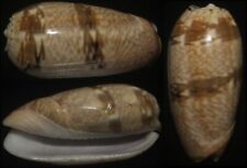 Tonyshells Seashell Oliva reticulata f. evania BLOOD OLIVE 51mm F+++/gem, superb picture