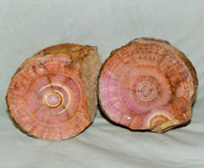 Big PAIR Rhodochrosite Stalactite tube eye * from Argentina *  UNIQUE * 1.44 lbs picture