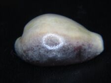 CYPRAEA ONYX:ONE OF THE FEW DISEASED DORSUMS I'VE SEEN @ 37.79MM FOR SPECIALIST picture