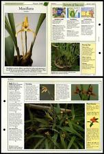 Maxillaria #73 Unusual Success With House Plants 1990 Fold-Out Card picture