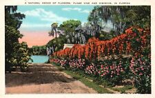 Postcard FL Florida Natural Hedge of Flame Vine Hibiscus WB Vintage PC G4370 picture