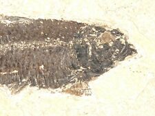 SCALES Knightia Eocaena FISH Fossil Green River Formation Wyoming 386gr picture