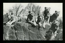 Animal postcard Lion New York Zoological Park Bronx Zoo Vintage picture