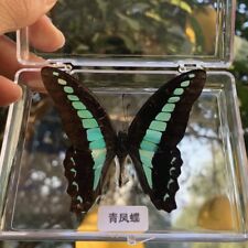 Natural Real butterfly specimen display teaching and special decor  picture