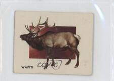 1951 Topps Animals of the World R714-1 Wapiti #187 0o2b picture