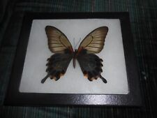 real framed papilio lowi suffusus in 5x6 riker mount    #7 picture