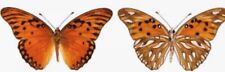 Agraulis Vanillae butterflies, 1 pair picture