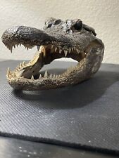 Taxidermy Real Authentic Louisiana Swamp Monster Alligator Head  picture