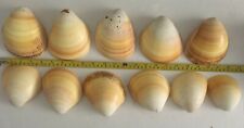 11 Large Yellow Pacific Cockle Sea Shells 4 1/4