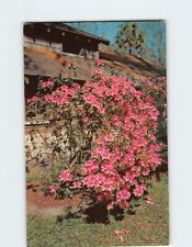 Postcard Azaleas picture