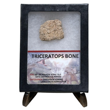 Prehistoric Triceratops Bone Fragment picture