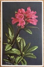 Rhododendron ferrugineum Flower Color Postcard, Vintage Unposted Card No. 279 picture
