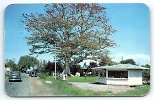 1951 CLEARWATER FLORIDA FAMOUS KAPOK TREE STREET VIEW POSTCARD P3631 picture