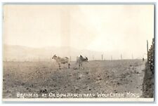 c1940's Brahmas At Ox Bow Ranch Near Wolf Creek Montana MT RPPC Photo Postcard picture