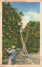 Hollywood FL Florida, Workers Harvesting Crop of Oranges, Vintage Postcard picture