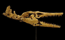 Rare Authentic 40 inches Mosasaurus Skeleton Fossil from Khouribga, Morocco, picture