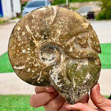 1.72LB  Rare Natural Tentacle Ammonite FossilSpecimen Shell Healing Madagascar picture