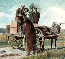RARE c.1910 Haynes 145 Yellowstone National Park Postcard Feeding The Bear picture