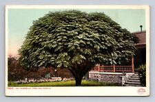 UDB Postcard CA California An Umbrella Tree in Yard of Residence picture