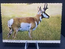 POSTCARD: Pronghorn Antelope Western United States E13￼ picture