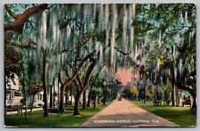 Daytona Florida RIdgewood Avenue Spanish Moss Scenic Roadway DB Postcard picture