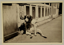 Funny PET DOG Resting on Paris Street 1975 real photo postcard rppc puppy doggy picture