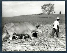 VINTAGE COUNTRYSIDE FARMER OXEN GOING TO REST AFTER WORK CUBA 1950s Photo Y 202 picture