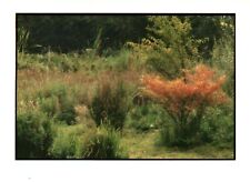 Athena International  Arundel Grass Landscape 80s Vintage Postcard Unposted picture