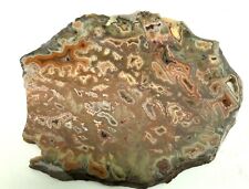 Montana Dryhead Agate 2.5 X 3.5 X .25” Slice Great Cabber Old Stock Deep Colors picture
