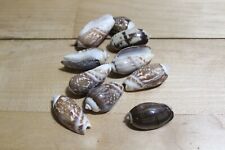 12 Oliva Gibbosa Shells 1