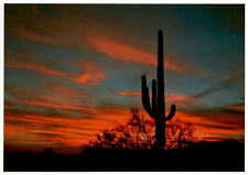 Sonoran Desert, Saguaro Cactus, Spectacular Sunsets, Dick Dietrich, Postcard picture