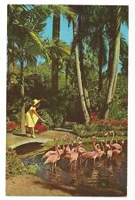 Flamingos, SUNKEN GARDENS, St. Petersburg, Florida,  c1960's Unused Postcard picture