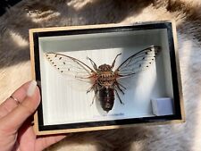 Real Giant cicada speciosa Taxidermy Insect In Display Wood Frame Home Decor picture