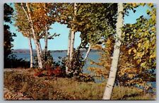 Postcard White Birches on Shores of Province Lake New Hampshire   H 1 picture