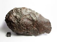NWA 869 Meteorite 970g Beautifully Shaped Chondrite picture