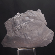 FERN FOSSIL - Carboniferous - Leon - SPAIN  0I70 **VIDEO** picture