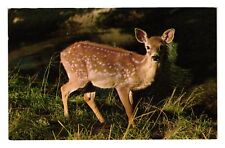 Vintage Postcard Surprised Fawn Deer Wildlife Nature Animals Hunting picture