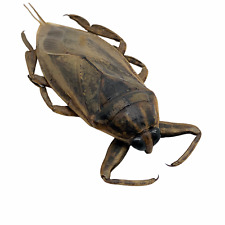 Giant Water Bug (Lethocerus indicus) Collector Insect Specimen Indonesia picture