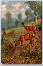 c1910s Deer Grazing Art Baby Foal Vintage Postcard picture