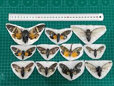 Real 10 Assorted Beetles Cicada Moth Death Heads Insect Butterflies Taxidermy picture
