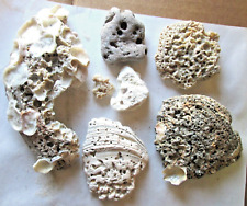 NATURAL SEA CORAL LOT OF 7 (POSSIBLY 1 PIECE IS ANCIENT POTTERY, 8 OUNCES, USED picture