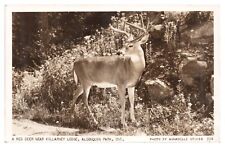 RPPC Red Deer near Killarney Lodge Algonquin Park Ontario Canada Real Photo PC picture