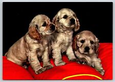 Postcard Three Blonde Cocker Spaniel Puppies Dog Breed Canis familiaris picture